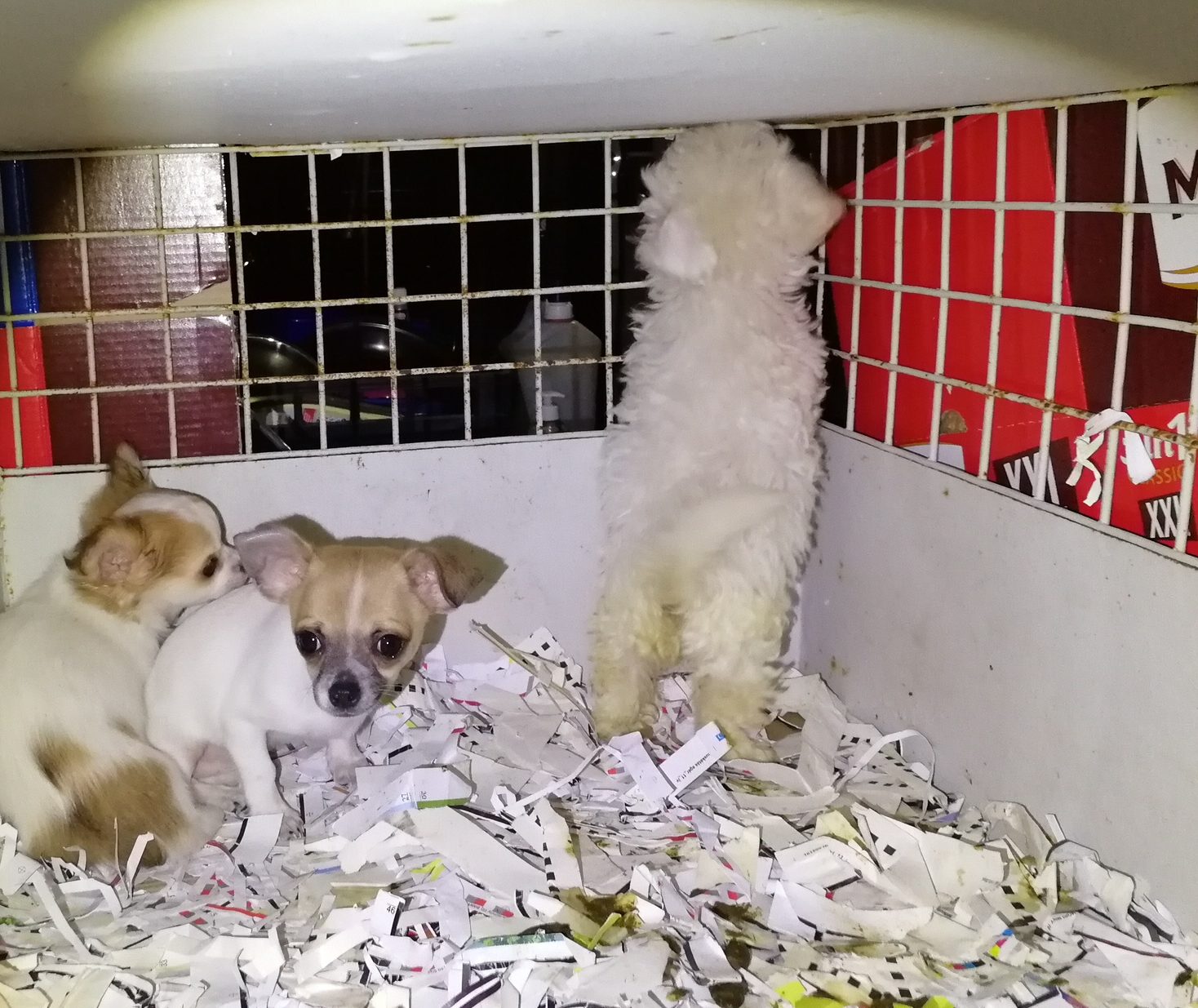 Trasporto illegale di animali: un fermo al casello “Novara Est”