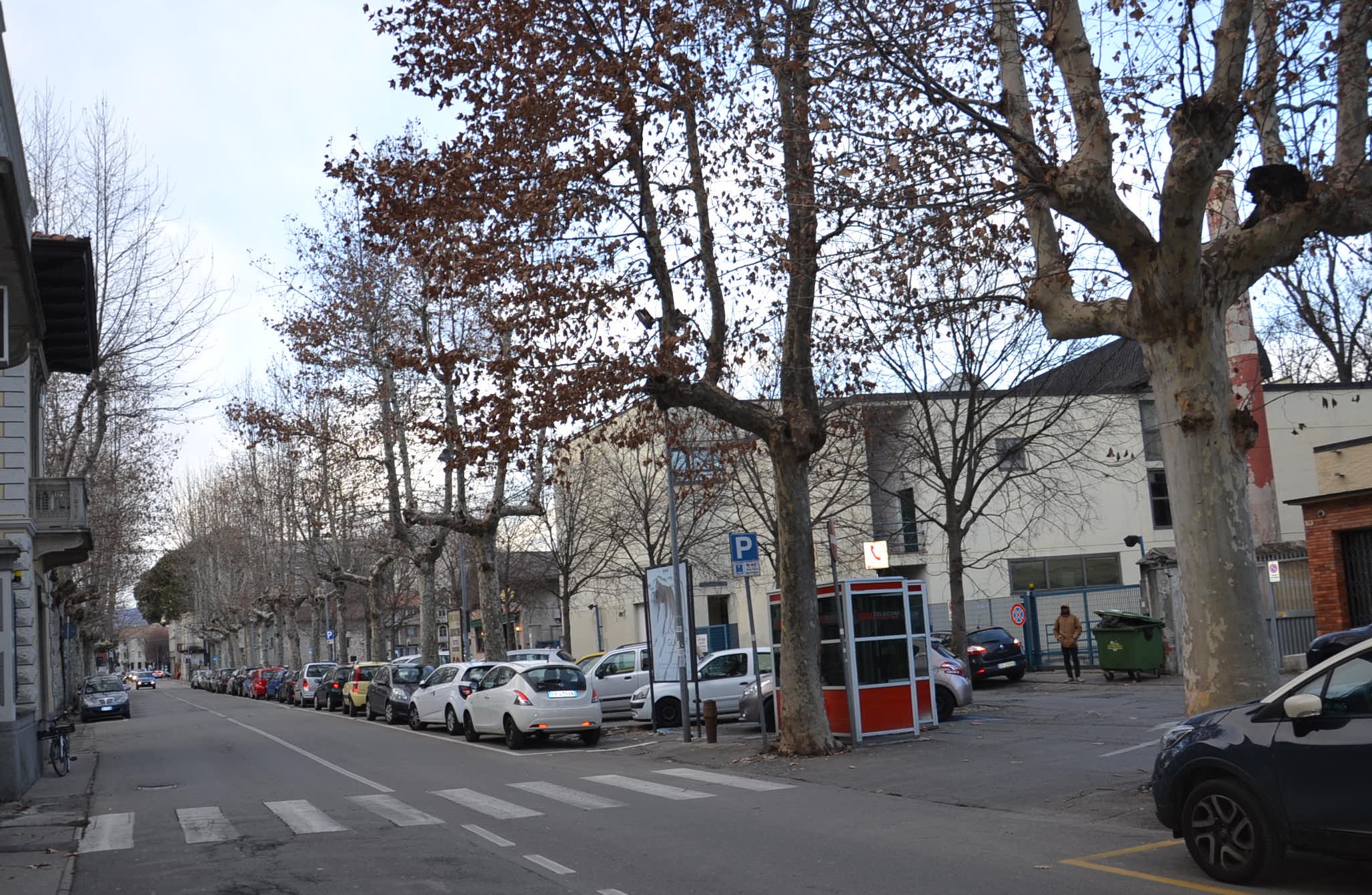 Borgomanero, potature agli alberi di viale don Minzoni
