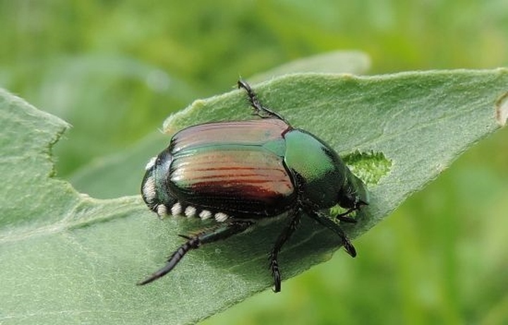 Come difendersi dalla Popillia Japonica, volantini distribuiti in Comune