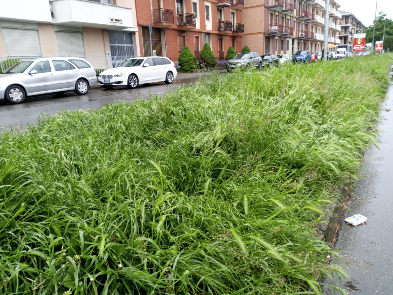 Novara, spazi verdi: il taglio dell’erba non soddisfa
