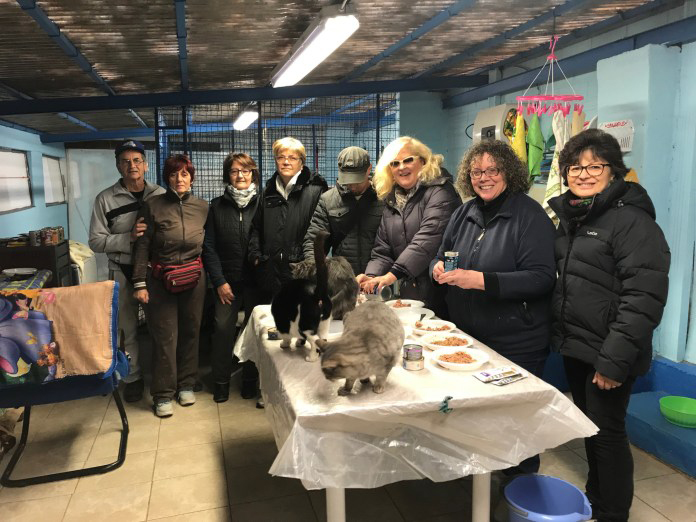 Appello dell’associazione felina novarese: «Servono aiuti per affrontare le tante emergenze»