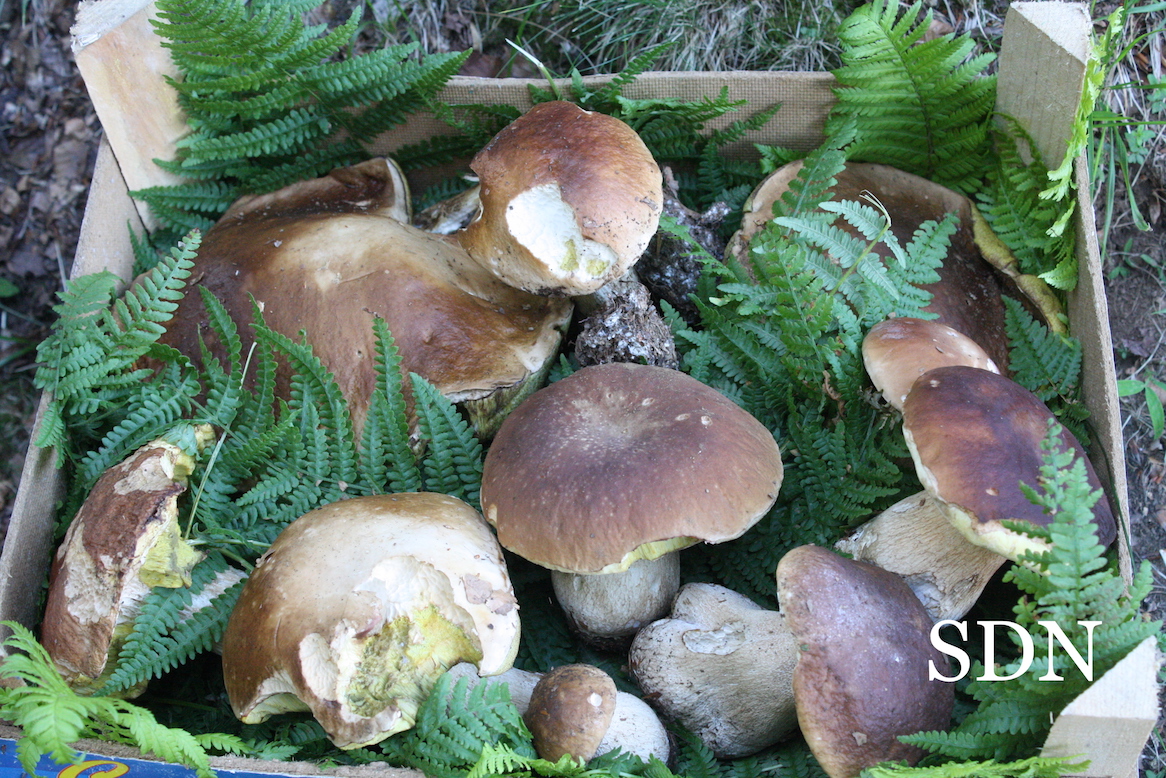 Funghi in mostra all’Ospedale Castelli di Verbania