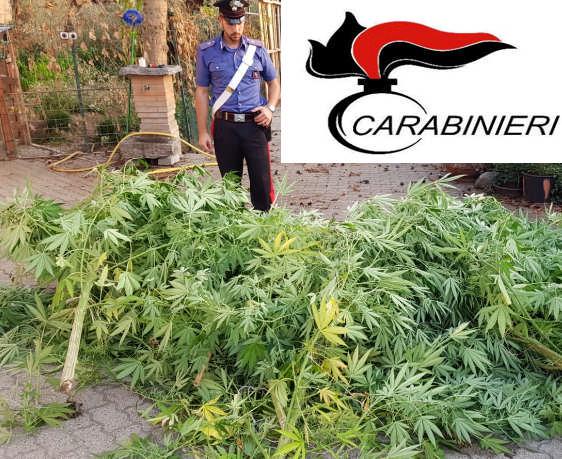 Una piantagione di marijuana trovata dai Carabinieri di Vespolate