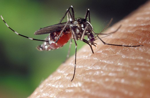 Novara: lotta biologica alle zanzare, il Comune investe 50mila euro