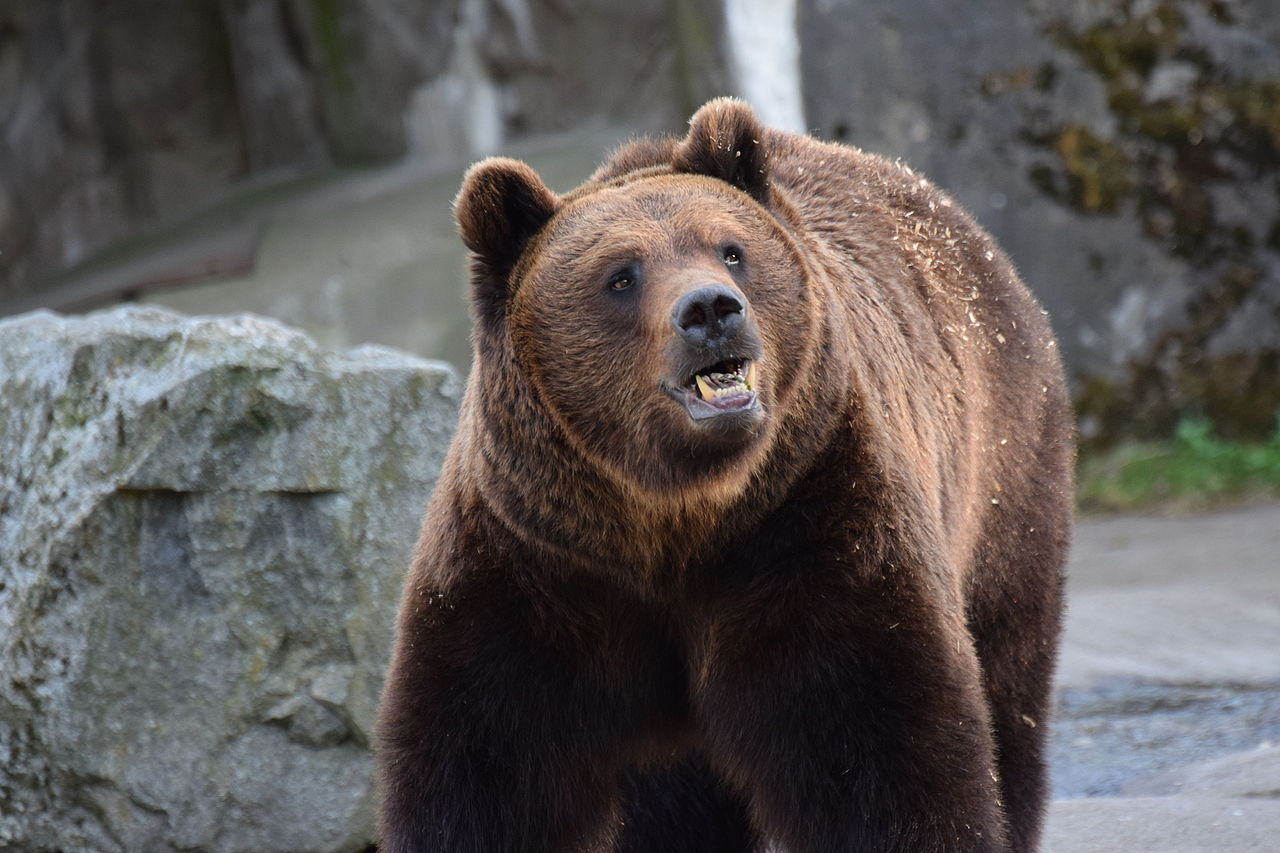 L’orso “M29” avvistato in Ossola arriva dal Trentino