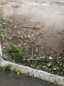 Bicocca e Quartiere Nord: «Sicurezza e cura del verde»