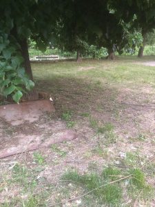 Bicocca e Quartiere Nord: «Sicurezza e cura del verde»