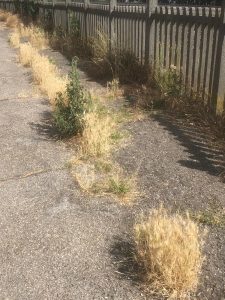 Bicocca e Quartiere Nord: «Sicurezza e cura del verde»