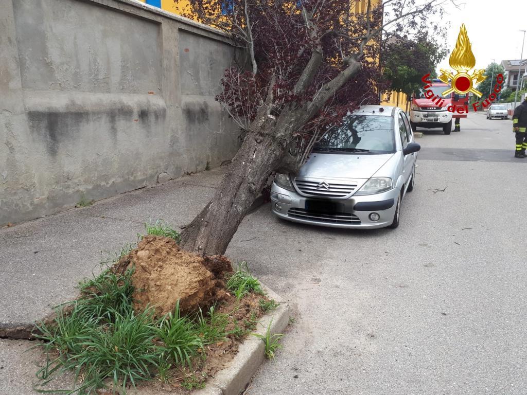 Novara: albero cade su un’auto in via Ansaldi