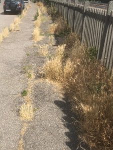 Bicocca e Quartiere Nord: «Sicurezza e cura del verde»