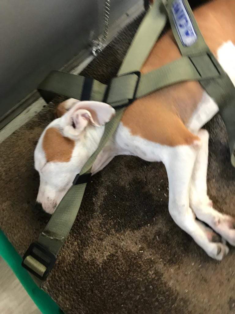 Litigano in casa: uno dei due lancia il cane dalla tromba delle scale