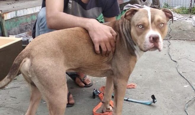 Novara: lanciò Tiburon dalla scala, la Polizia locale gli sequestra un altro cane