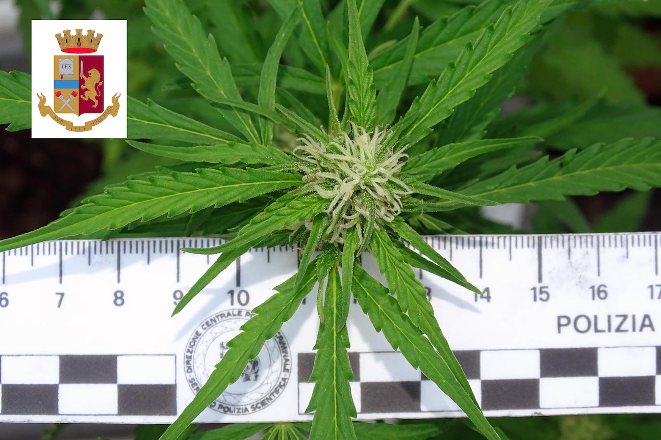 Coltivazione di marijuana scoperta dalla Polizia a Gravellona Toce