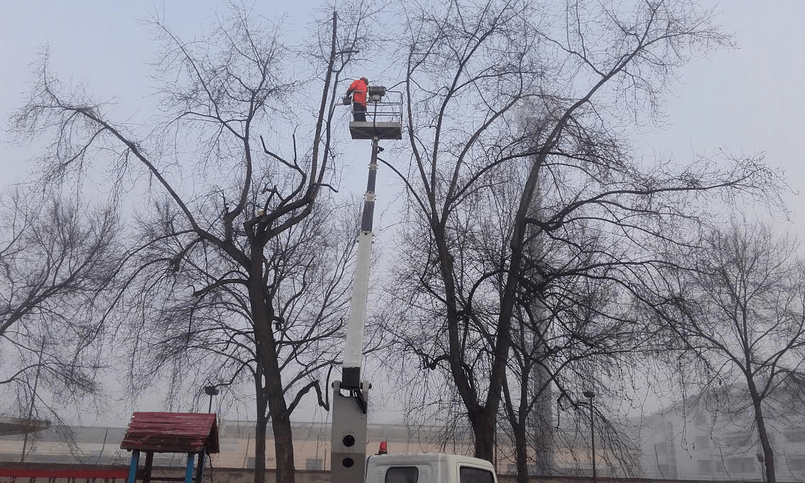 Alberate, 200mila euro per la sicurezza, interessati 750 alberi di Novara