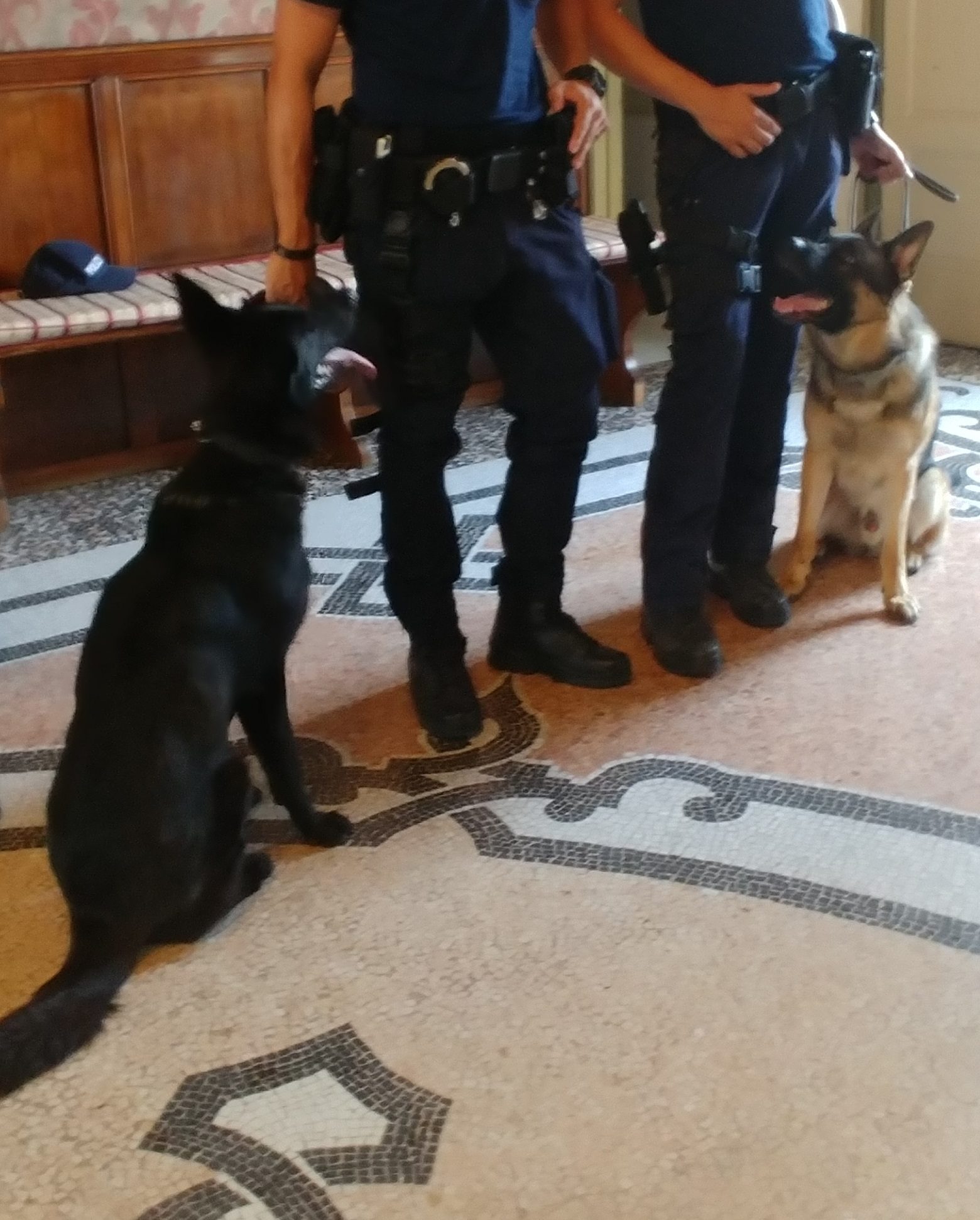 Novara: sui bus della Sun controlli con cani antidroga