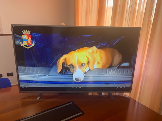 Ladri arrestati dalla Polizia stradale: avevano rubato anche una cagnolina