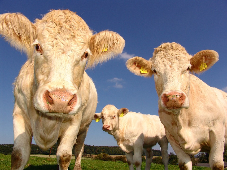 Infortunio sul lavoro a Terdobbiate: donna schiacciata da una mucca