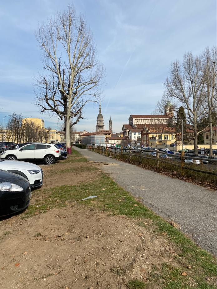 A Novara monta la protesta per l’abbattimento di 20 platani