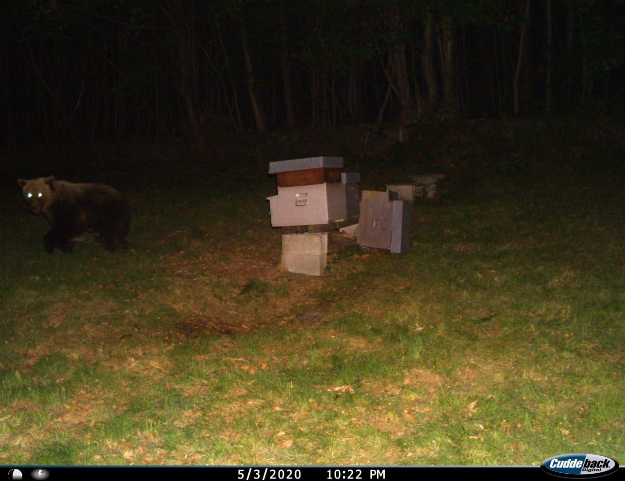 E’ tornato l’orso in Ossola