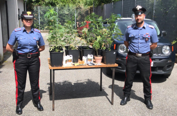 Verbania, i Carabinieri scoprono coltivazione di cannabis