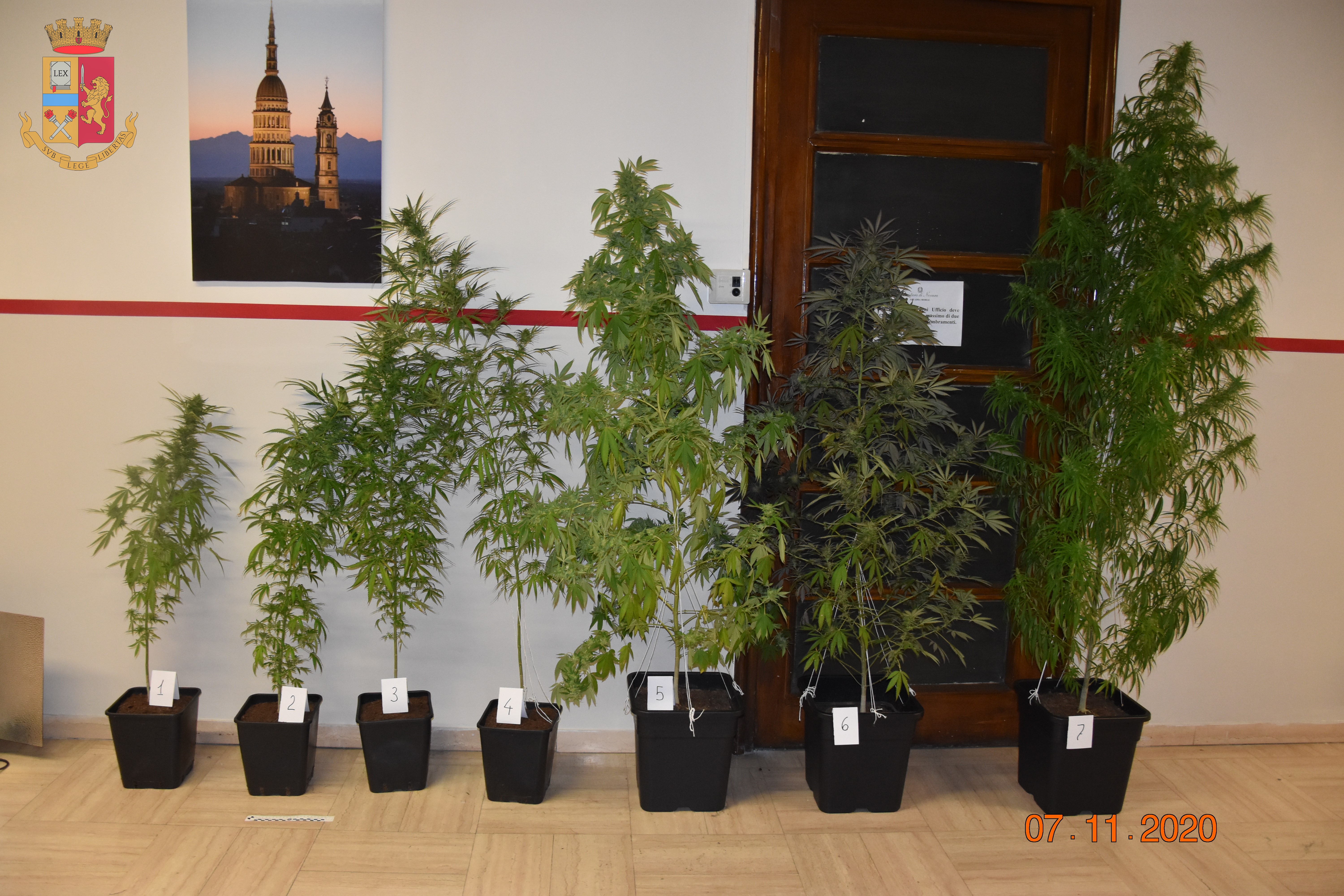 Aveva in casa ampia piantagione di marjuana: arrestato dalla Polizia