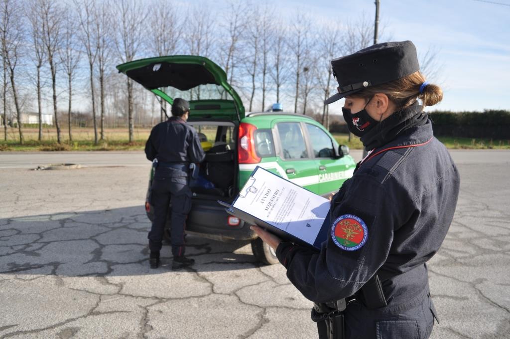 Cattivi odori a S. Pietro Mosezzo: blitz dei Carabinieri forestali in un’azienda