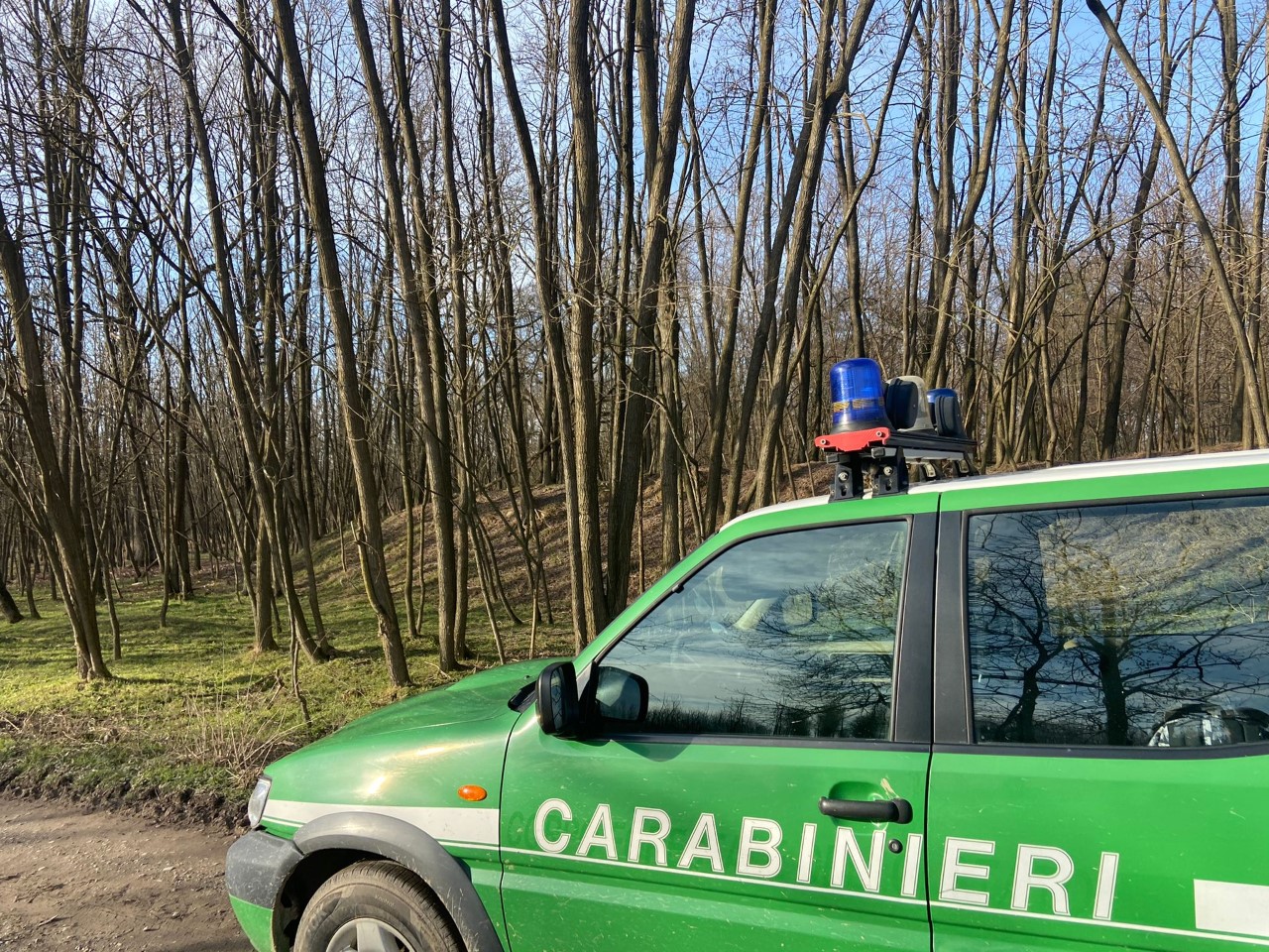 Gozzano: sequestrate 100 tonnellate di legna tagliate abusivamente