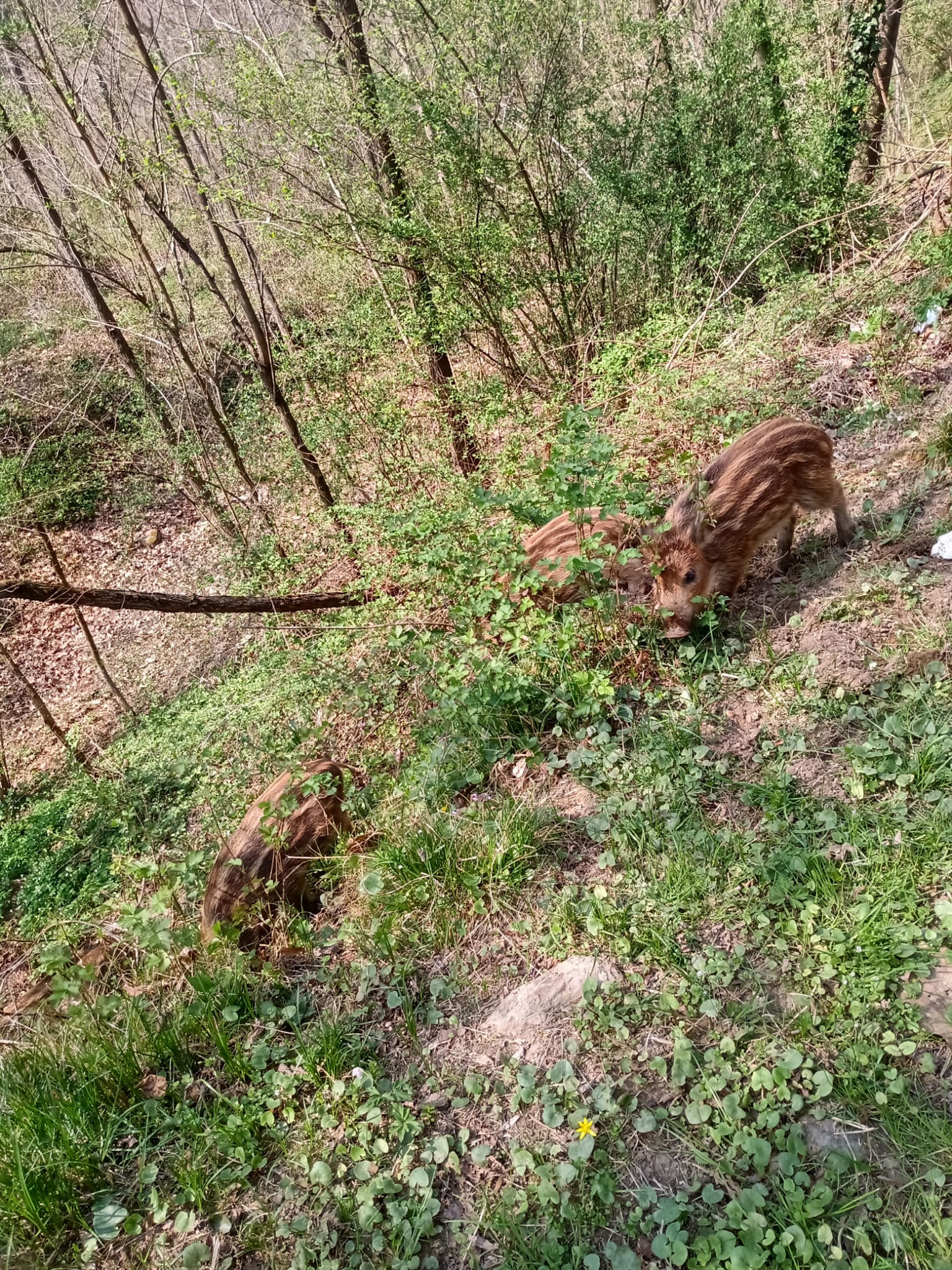 Grignasco: i cinghiali della Carpo potrebbero essere prelevati