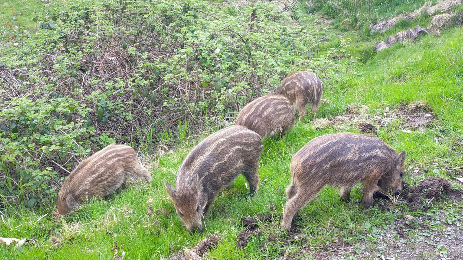 Anche l’onorevole Brambilla scende in campo per i cinghiali di Grignasco