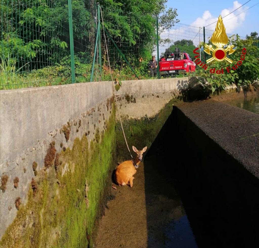 Prato Sesia, vigili del fuoco salvano capriolo caduto nel canale Mora