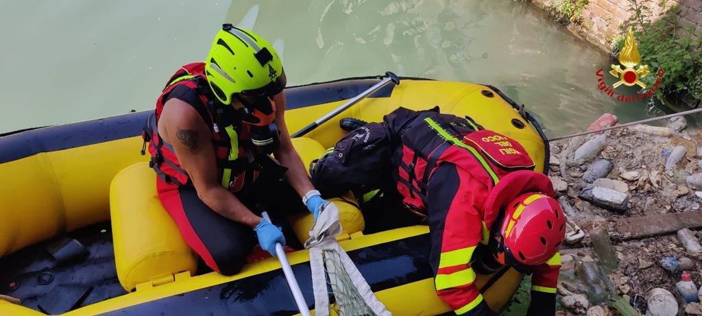 Cadavere nel canale Cavour recuperato dai Vigili del fuoco
