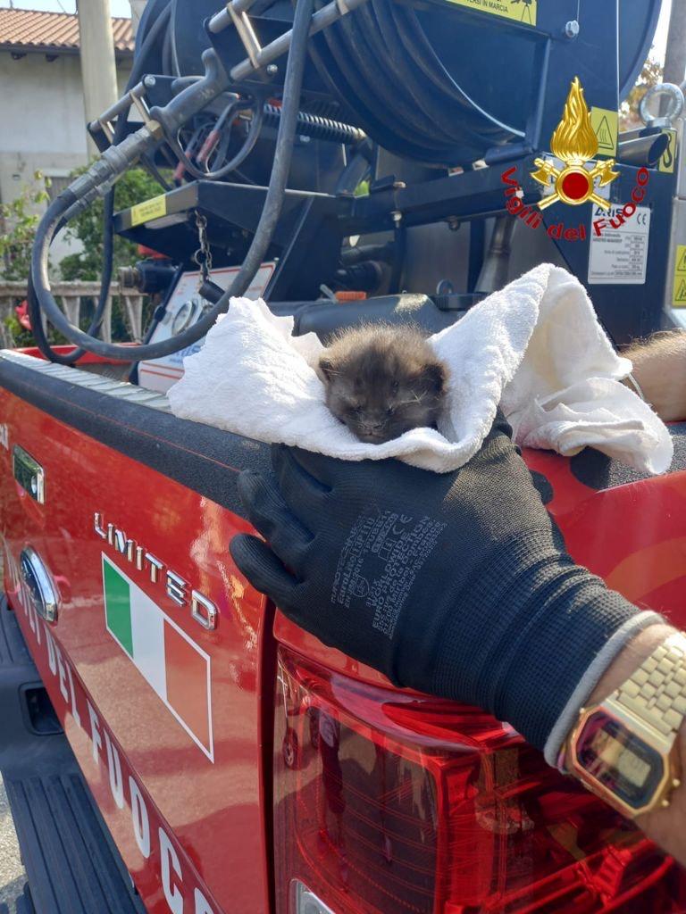 Castelletto Ticino: Vigili del fuoco salvano gattino di pochi giorni