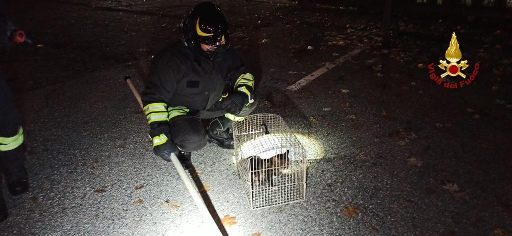Massino Visconti: i vigili del fuoco recuperano un gattino ferito