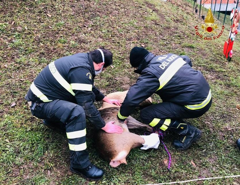 Capriolo ferito recuperato dai Vigili del fuoco di Varallo