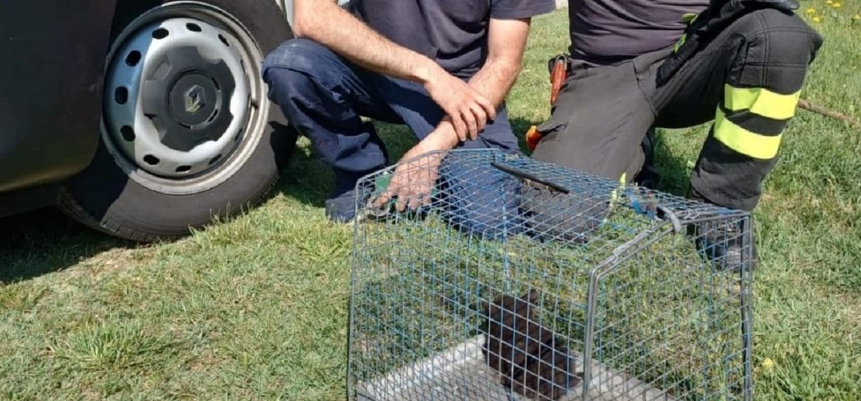 Novara: gattino si infila nel vano motore di un veicolo, salvato dai Vigili del fuoco