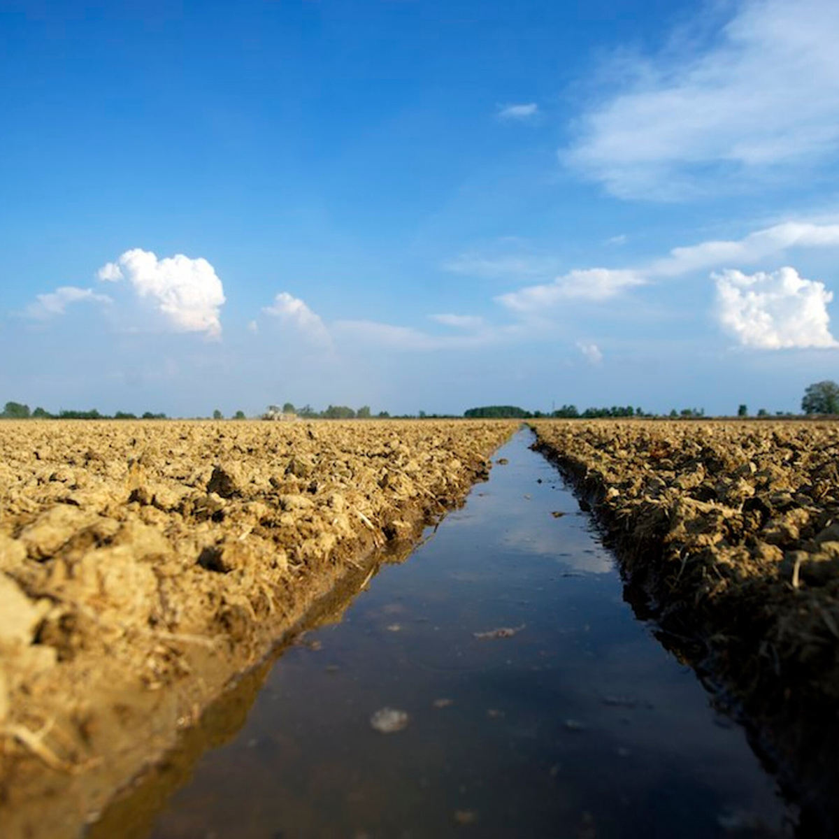 La grande sete della risaia che rischia la desertificazione