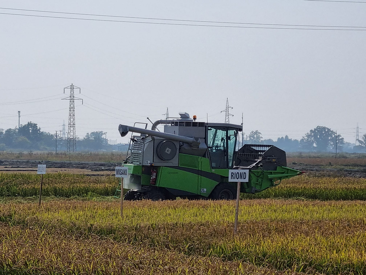 Il mercato del riso in affanno costretto a importare dall’Asia