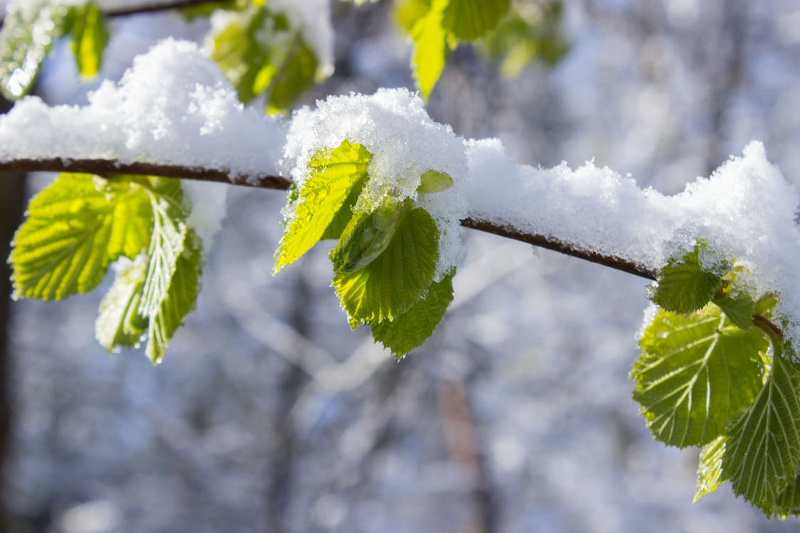 Quando “nevica sulla foglia” l’inverno è già una primavera